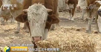 選優(yōu)品種改進飼料 圈養(yǎng)牛羊效益好